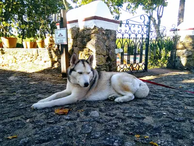 Husky multi-shaded white-red-grey-black, near Reguengo