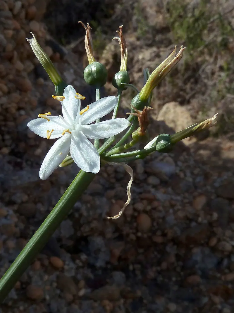 L. martinezii-ag, about 0.9 km from Camper Area Aníbal