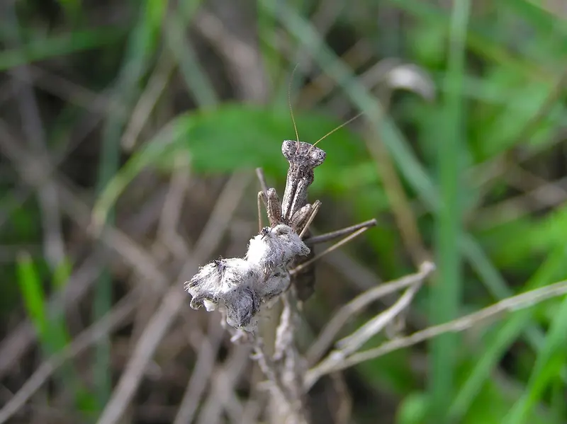 Dwarf Mantis (Ameles decolor) female, about 0.3 km from Les Arcades