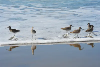 Willets at the Water's Edge, near La Selva Beach