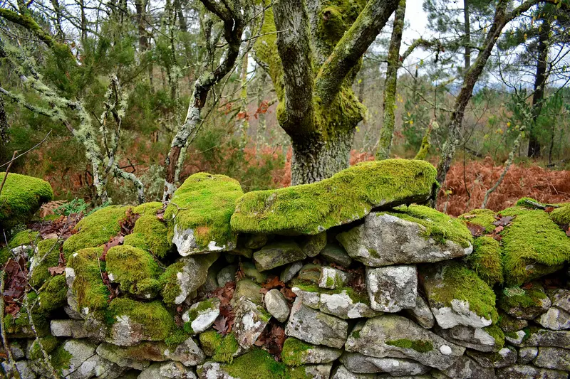 Musgo na Ribeira Sacra, about 0.9 km from Solpor Camperpark Experience