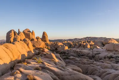 Joshua Tree