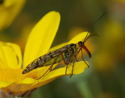 Scorpionfly, near Porto Covo