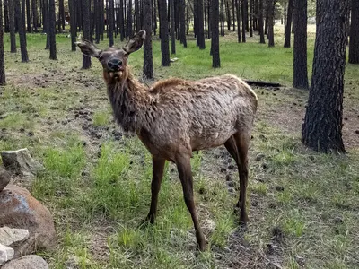 USA - New Mexico - Angel Fire - 52980091273