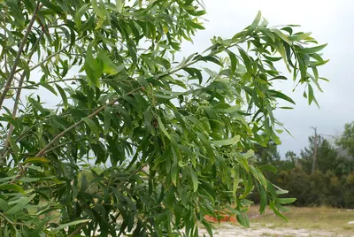 Acacia auriculiformis2, near Hobe Sound