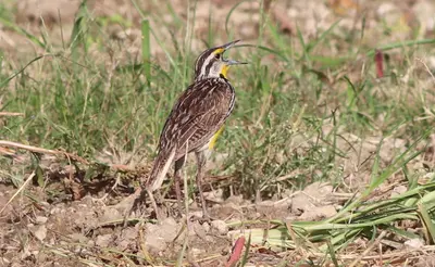 Sturnella magna (Eastern Meadowlark), near The Hammocks