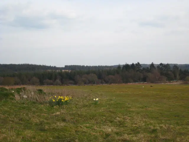 Heathland at Exeter Racecourse