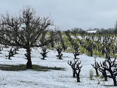Snow in Redwood Valley vineyards - Febraury 2023 - Sarah Stierch