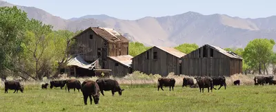 Kern River Preserve Neighbors, near Weldon