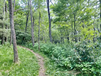 Buck Spring Lodge Site, Blue Ridge Parkway, Mount Pisgah, NC - 53044303047, near Avery Creek