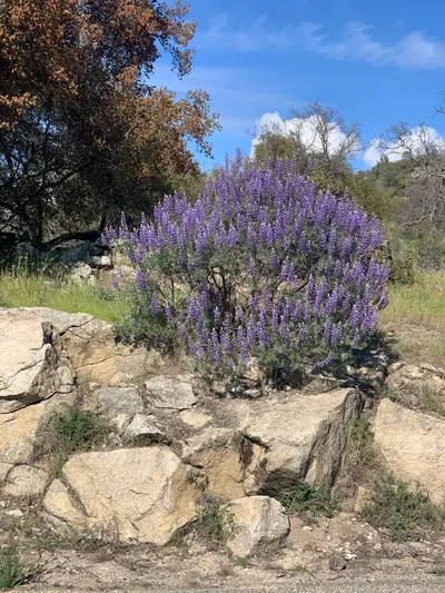 Silver Lupine Blooming, near Yosemite Lakes