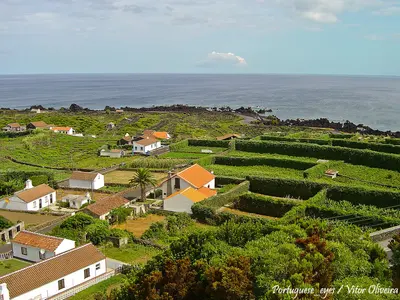 Biscoitos - Ilha Terceira - Portugal