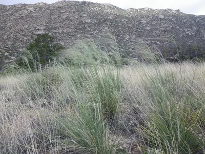 Stipa comata var. comata, near Carnuel