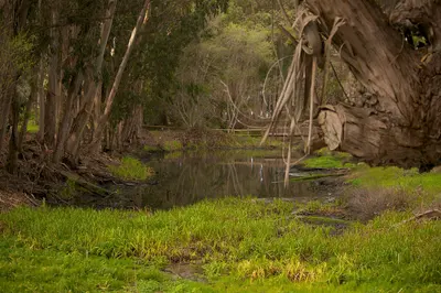 Sweet Springs, near Los Osos