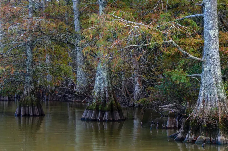 Stumpy Lake Stumps