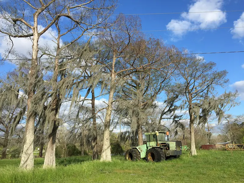 17 31 06 Bald Cypress trees draped with Spanish Moss and an old tractor along Canal Street in Henderson,…
