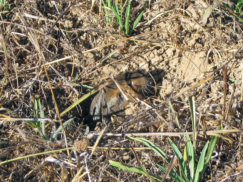 Pocket Gopher, near Amesti
