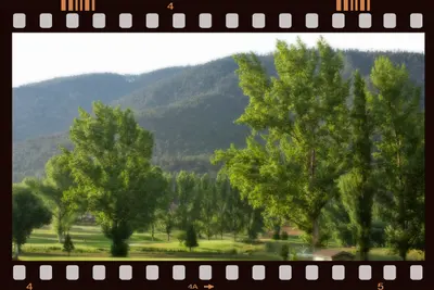 Summer Green, near Pine Mountain Club