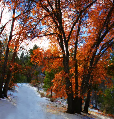 Snow-covered road, near Wrightwood