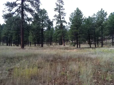 Kachina Logging Project Temp Rd 5 yrs later, near Kachina Village