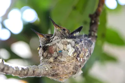 Hummingbird Chicks, near Castaic