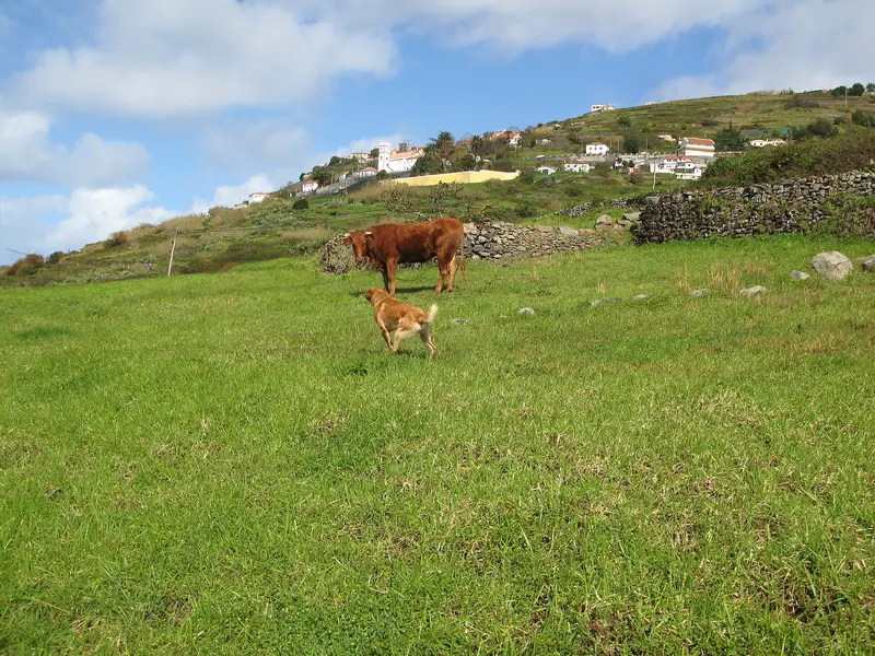 Fajã da Ovelha