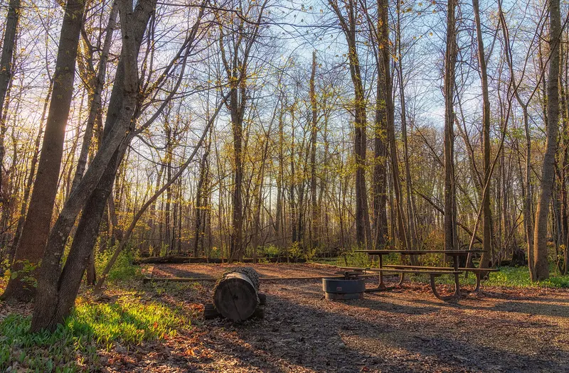 Photo: Tony Webster from Minneapolis, Minnesota, United States / CC BY-SA 2.0, via Wikimedia Commons Spring at Nerstrand Big Woods State Park Campground - Minnesota