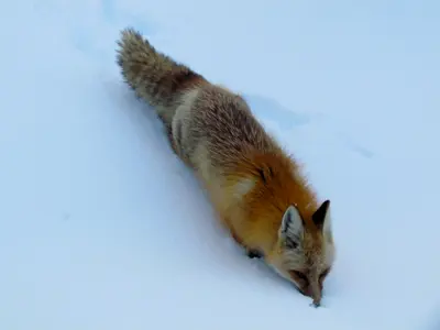 Colorado