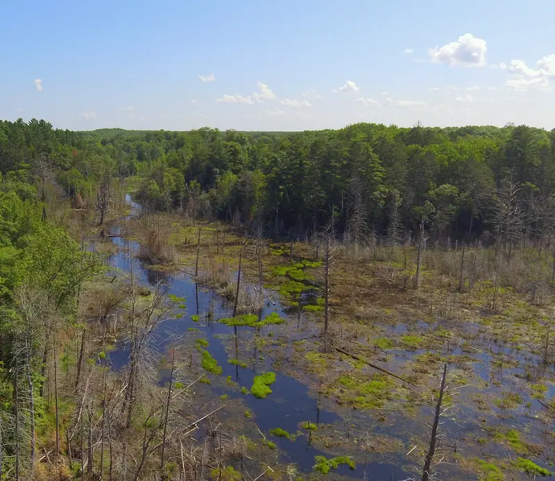 Lac du Flambeau wetlands, WI