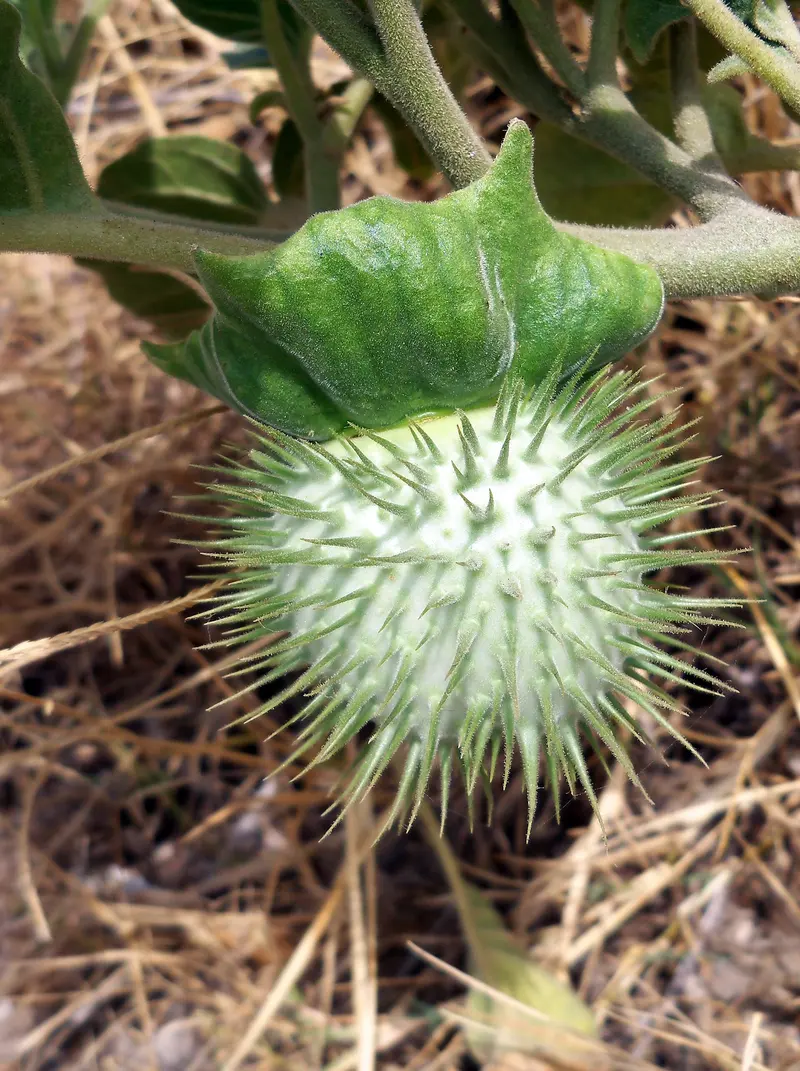 D. innoxia fruto, about 0.5 km from Camper Area Aníbal