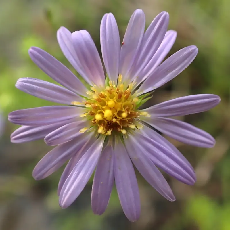 Symphyotrichum-kentuckiense-iNaturalist-175471636 (head shot), near Rural Hill