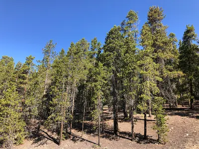 09 38 54 Forest along Lake County Route 17 in Leadville North, Lake County, Colorado
