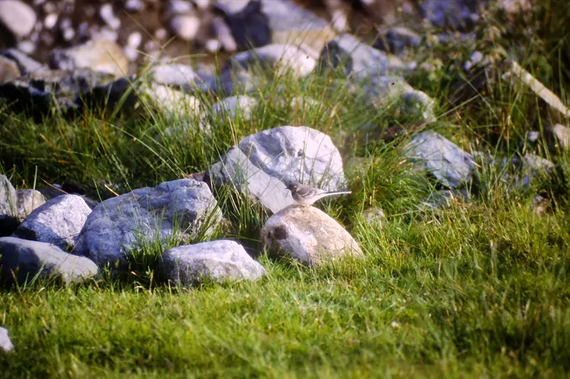 Juvenile Pied Wagtail at Sligachan campsite