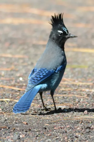 Steller's Jay flagstaff arizona