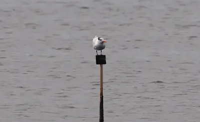 Thalasseus maximus (Royal Tern), near Weeki Wachee Gardens