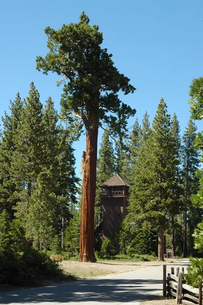 Sequioa tree and nature center tower, Ed Z'Berg Sugar Pine Point State Park, near Tahoma
