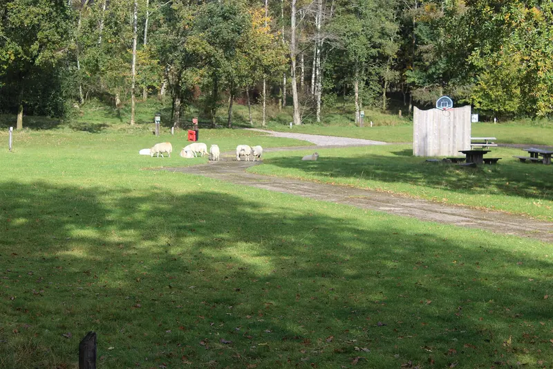 Photo: M J Roscoe / CC BY-SA 2.0, via Wikimedia Commons Sheep on camp site, Parc Cwm Darran