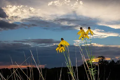 Sunset in the Glade, near Rural Hill