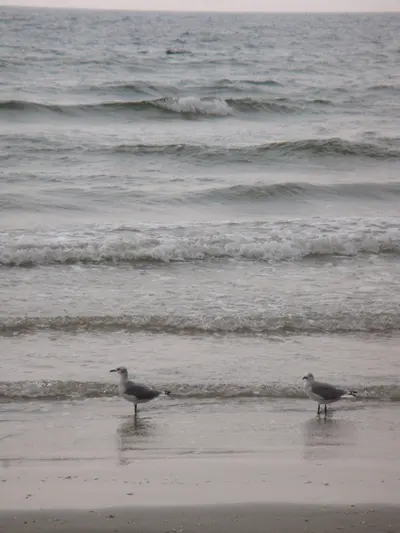 Citizens of Jamaica Beach, Texas