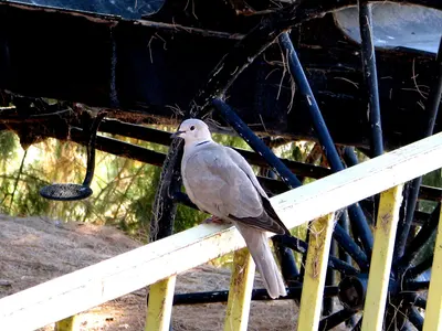 Collared Dove, near Bullhead City