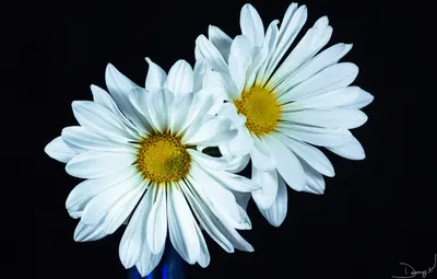 Daisies