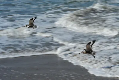 Willets in Flight, near La Selva Beach