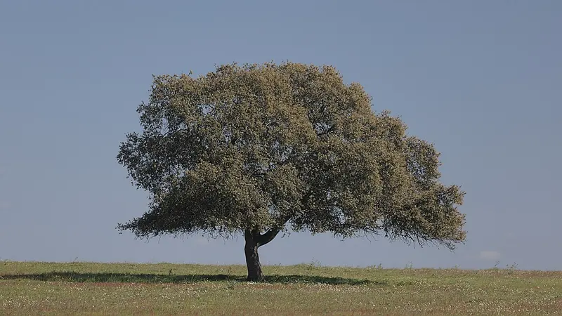 Stand Alone Eik, about 1.0 km from Markadia