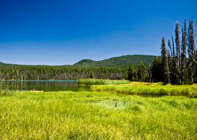 Photo: U.S. Forest Service- Pacific Northwest Region / Public domain, via Wikimedia Commons