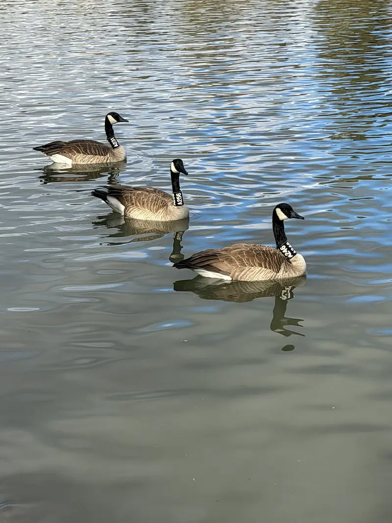 Patos en lago, near Lake of the Woods