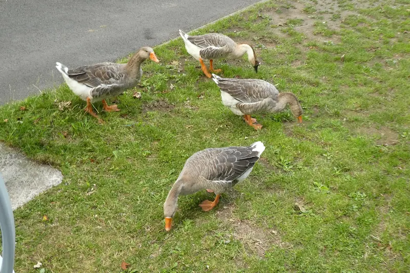 Brec'h - domesticated geese