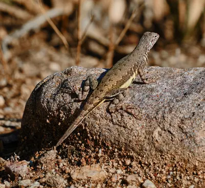 Unidentified Lizard, maybe Sceloporus sp, near Tanque Verde