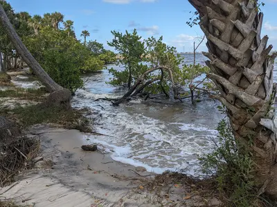Waterlogged tree, Castaways Point Park, Palm Bay, Florida