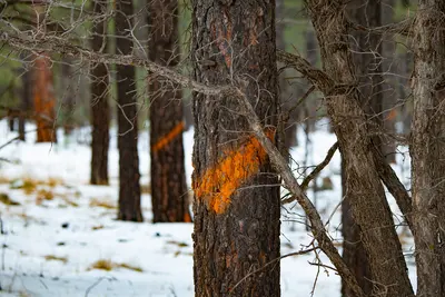 Harvest (20181206-FS-APACHE-SITGREAVES-LSC-0588), near Pinetop-Lakeside