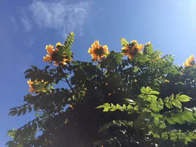San Diego County, near Encinitas